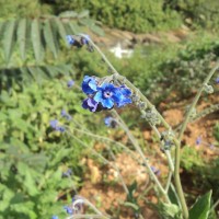 Cynoglossum zeylanicum (Sw. ex Lehm.) Thunb. ex Brand